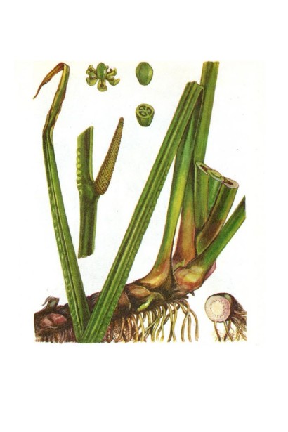 Аїр злаковидний Огон будова багаторічника