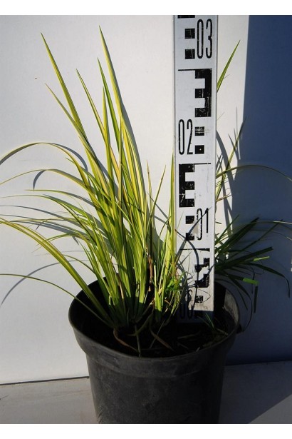 Аїр Огон  в контейнері висота 20-30 см