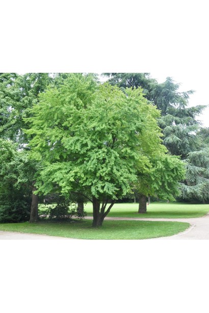 Багряник японский весной