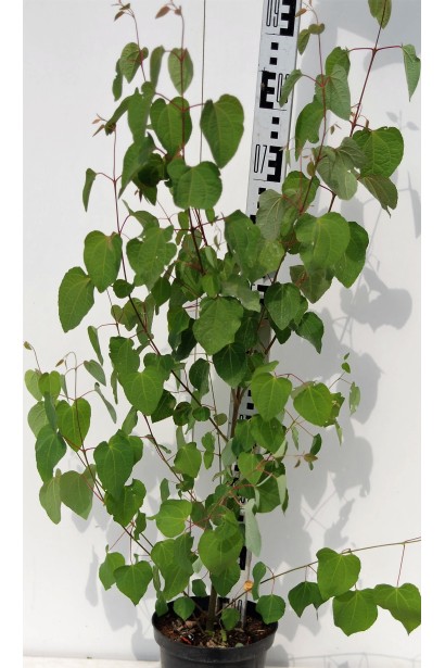 Багряник японский листья