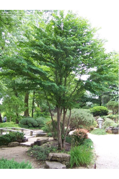 Церцидифиллюм