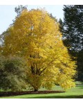 Багряник японский листопадное дерево осенью