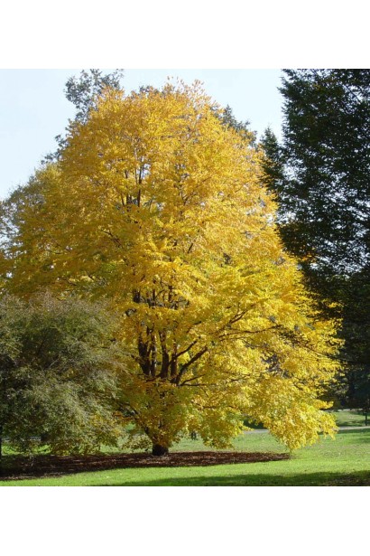 Багряник японский листопадное дерево осенью
