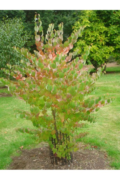 Cercidiphyllum japonicum
