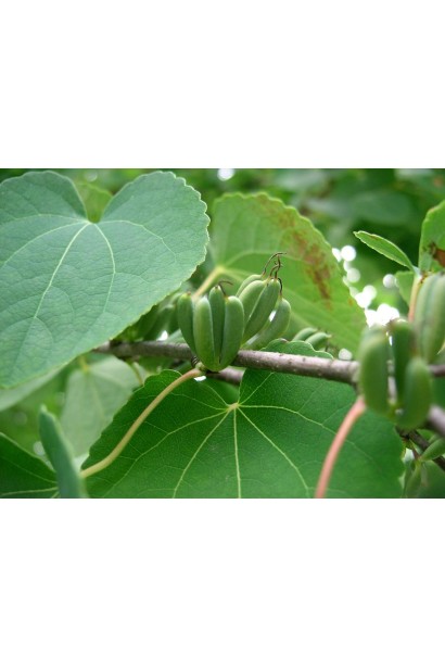 Круглолистник