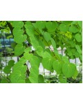 Багряник японский зеленые листья