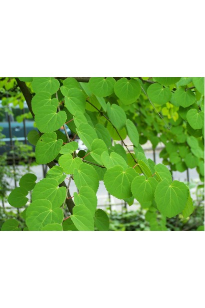 Багряник японский зеленые листья