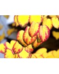Багряник японський | Багрянник японский | Cercidiphyllum japonicum
