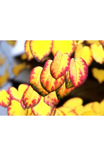 Листья багряника осенью