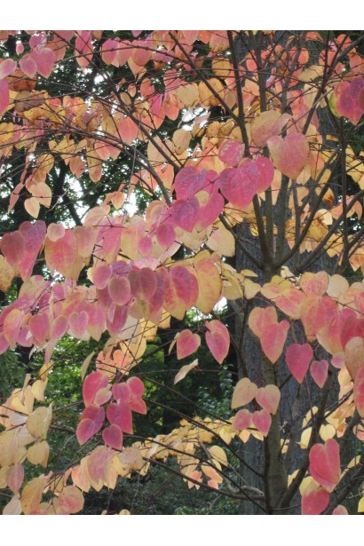 Багрянник японский