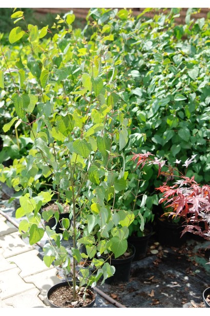 Багряник японский саженец