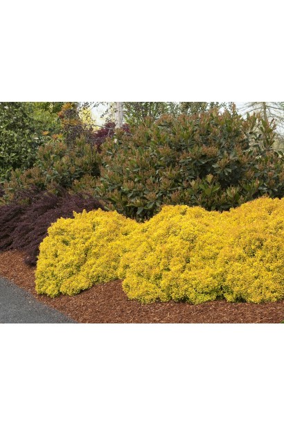 Барбарис  Голден Наггет в ландшафті