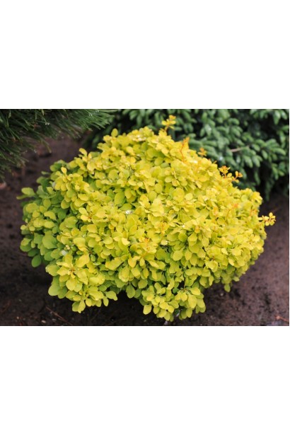 Барбарис  Голден Наггет  на клумбі