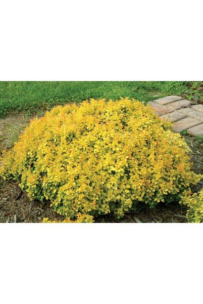 Барбарис  Голден Наггет кущ