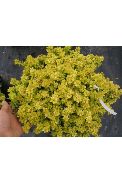 Барбарис  Голден Наггет  жовте листя