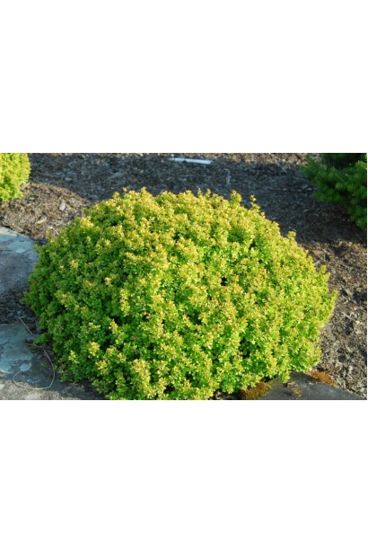 Барбарис  Голден Наггет посадка