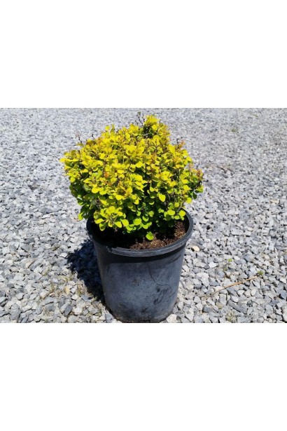 Барбарис  Голден Наггет в контейнері