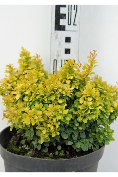 Барбарис тунберга Голден Наггет  висота 15 см