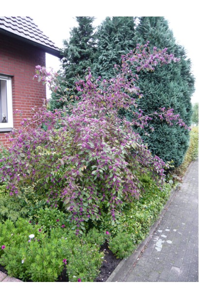 Красивоягідник бодіньєра Profusion на клумбі біля будинку