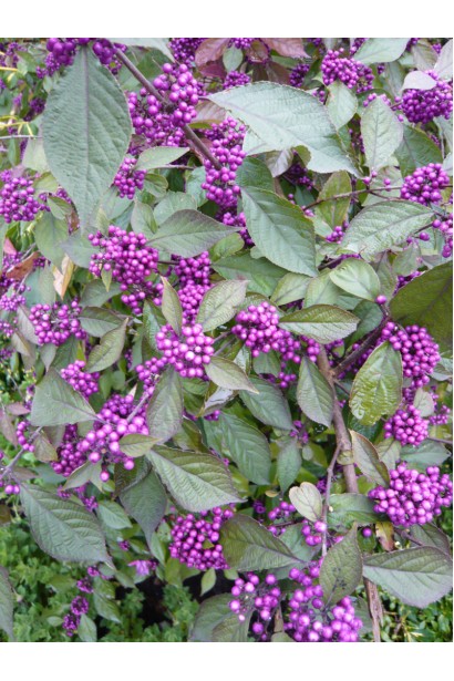 Красивоягідник бодін’єра Проф’южн бузкові ягоди на початку дозрівання