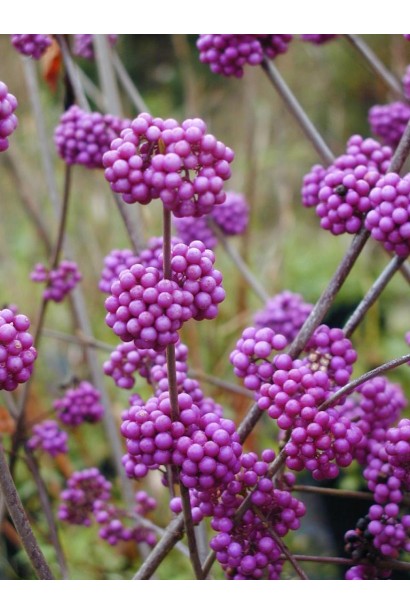 Красивоплідник Проф’южн фіолетові ягоди