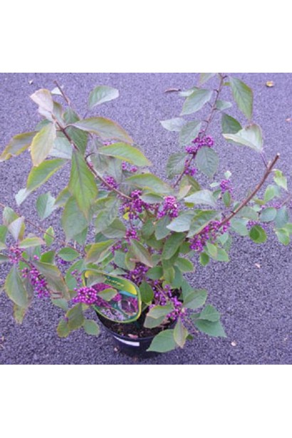 Красивоягідник бодін’єра Проф’южн саджанець в горщику