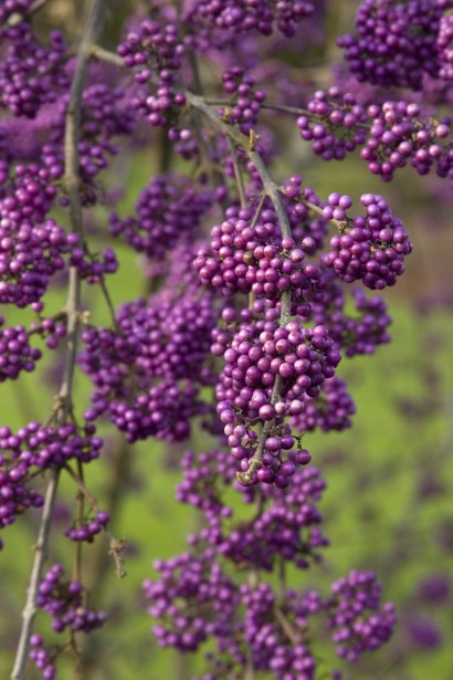 Красивоягідник бодін’єра Проф’южн