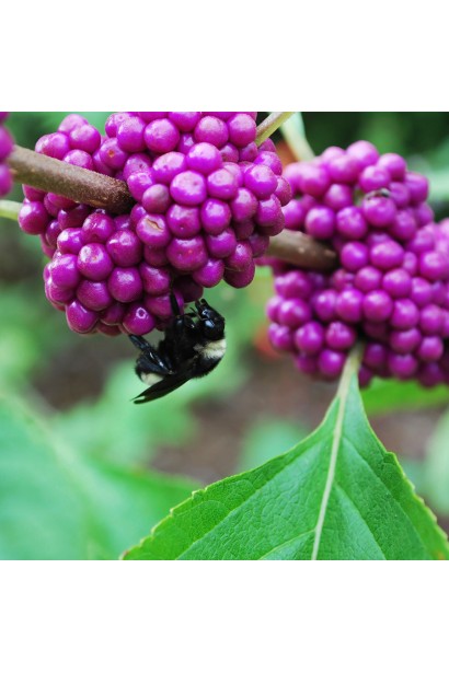 Красивоягідник Проф’южн яскраво-фіолетові ягідні плоди 