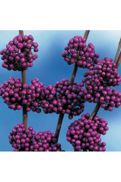 Красивоягідник Проф’южн глянцеві кулясті фіолетові плоди