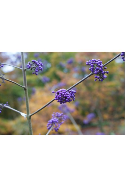 Каллікарпа бодін’єра Проф’южн