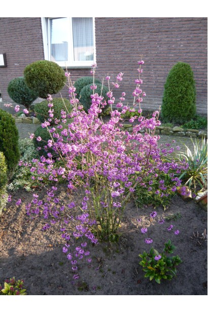 Callicarpa bodinieri Profusion