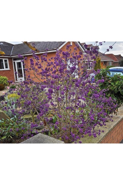 Красивоягідник бодін’єра Проф’южн в ландшафті 