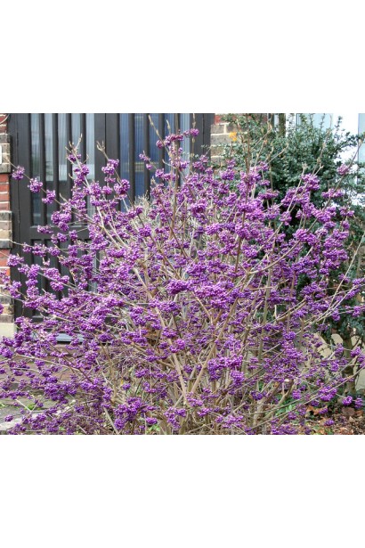 Красивоягідник Проф’южн рясне плодоношення