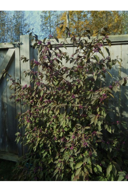 Красивоягідник бодіньєра Профюжен вертикальний пухкий кущ