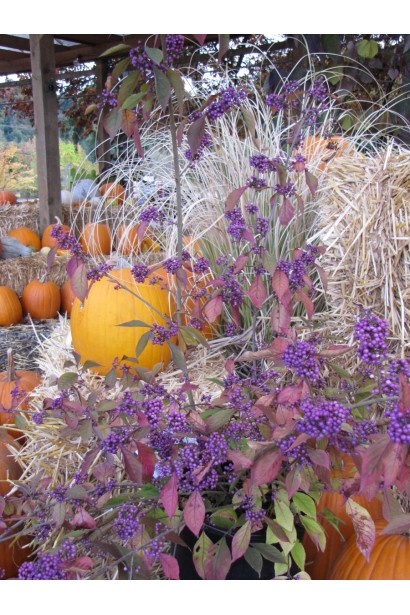 Красивоягідник Проф’южен декоративний кущ