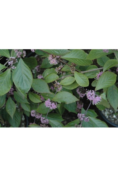 Красивоягідник Проф’южн зелене листя та фіолетові квіти