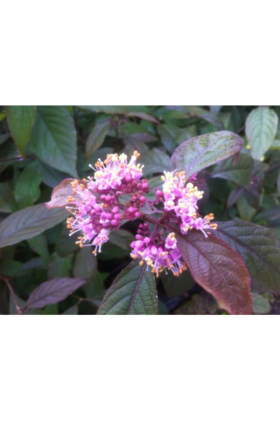 Каллікарпа бодіньє Проф’южн квітка