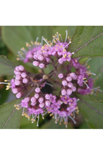 Красивоягідник Проф’южн дрібні бузкові квіти зібрані в суцвіття