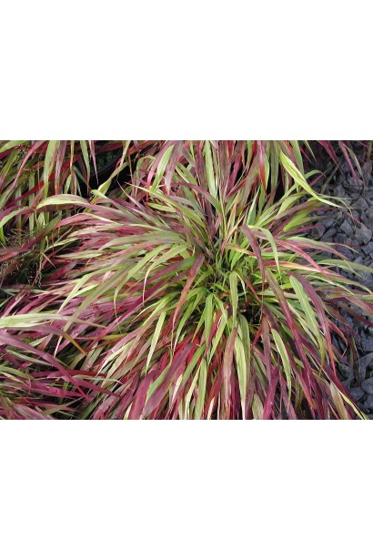 Кущик Хаконехлоа велика Наомі® з витонченими трав’яними листками.