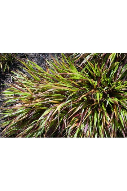 Елегантне листя Хаконехлоа велика Наомі® в саду.