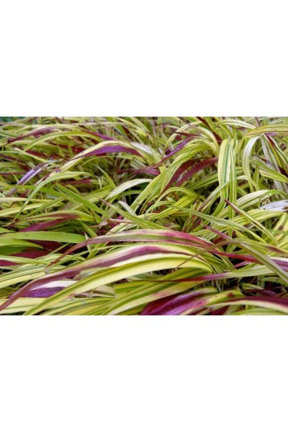 Листя Hakonechloa macra Naomi® з характерною хвилястою формою.