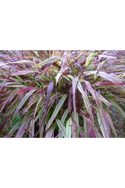 Hakonechloa macra Naomi