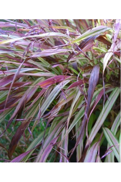 Хаконехлоа велика Наомі