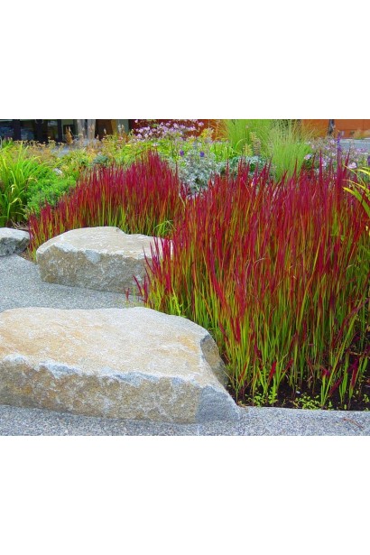 Імперата циліндрична Ред Барон