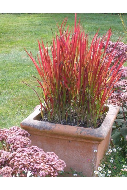 Імперата Ред Барон в декоративному горщику в саду