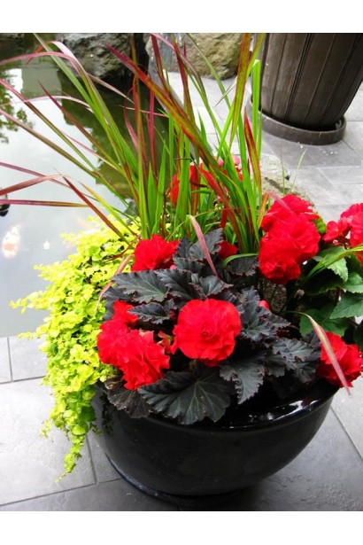 Когонова трава