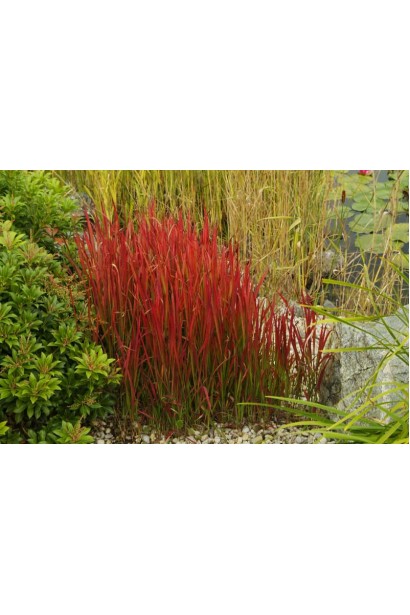 Японська кривава трава