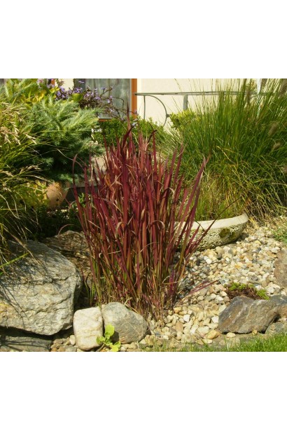 Імперата циліндрична Ред Барон в ландшафті