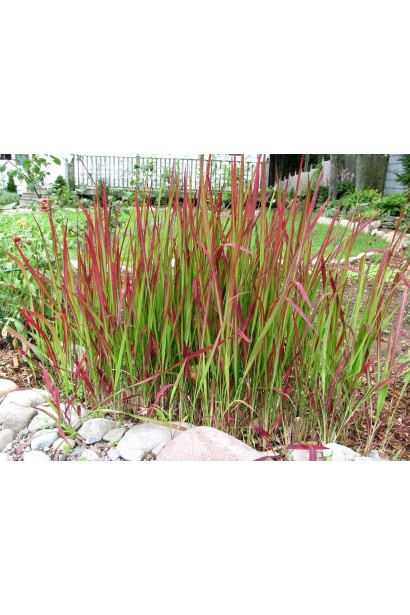 Червоне листя на верхівках імперати Ред Барон