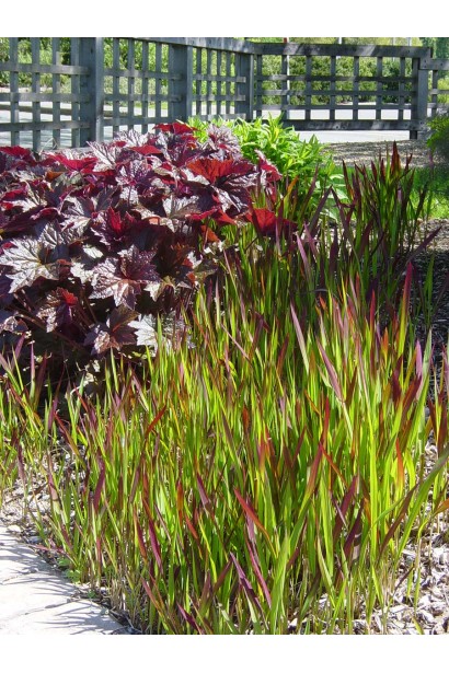 Імперата тростяноподібна Ред Барон